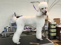 Standard Poodle Whiskey growing out from a continental trim. #0 comb body, scissored legs, tassel ears