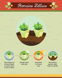 How to grow romaine lettuce from grocery scraps. And other foods you can continue to grow from the plants