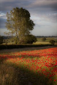 Evening Poppies