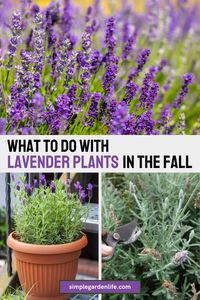 Lavender is one of the easiest of all perennial plants to grow. But in order to prepare it for winter and strong blooms next year, proper fall care is vital! Find out what to do with your lavender plants this fall as they begin to fade!