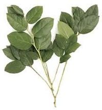 Foliage, Named after French botainist Jean-Francois Gaulter. Avalible year round with lesser quantanties in July. Broad oval leaves. Vase life 3 weeks