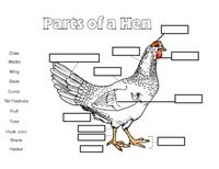 This is mini unit is to learn about chickens! Add this mini unit to a few read-alouds about chickens and your students will learn alot!This Unit Includes:-Label the Chicken's body parts -Life Cycle Story-Life Cycle Cut and Paste-12 Facts Cards about chickens that can be used for copy work and your morning basket-True and False Chicken Printable-3 Part Cards for some of the most common chickensHope your class enjoys!!Be sure to follow me to receive updates and notices about sales and new products