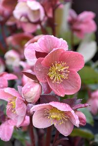 Pink Frost Hellebore (Helleborus 'COSEH 710') at Weston Nurseries