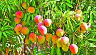 Complete Guide on How to Grow and Care for Mango - Agric4Profit