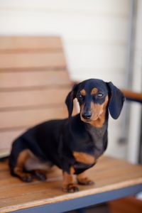 Lyla the black and tan miniature dachshund, doxie, sausage dog