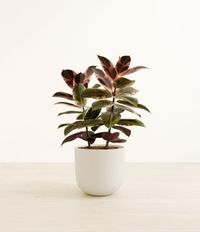 Ficus Ruby Plant Care | easyplant