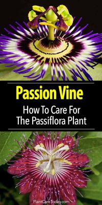 Passion Flower Vine Care Guide: Tips On How To Grow Passiflora Plants