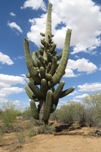 78 armed saguaro! Az