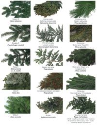 types-of-evergreens