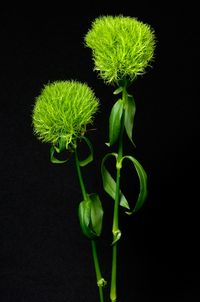 Green Trick Carnation.