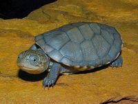 African helmeted turtle (Afrikaanse moerasschildpad)