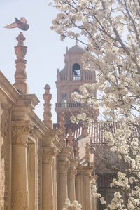 Texas Tech