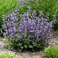 Myriads of violet and indigo blue flowers all summer A brilliant plant for the front of beds and borders which thrives in sun or partial shade, isn't fussy about soil and is super drought tolerant Perfect for pots and lawn or path edging Flowers repeatedly from May to September Low-growing - perfect for ground cover RHS Certified 'Plant for Pollinators' This is an award gifted by the Royal Horticultural Society for plants that are very good at attracting and are beneficial for pollinating insects in the UK.MORE Fully hardy perennial will come back year after year See how our premium 3L pots compare to 1L: