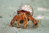 Keeping hermit crabs as pets is super cool and easy! They're like tiny ocean buddies who don't need walks or cuddles. With the right tank setup and yummy foods, you can be the best hermit crab parent ever! The post Hermit Crab: Beginner’s Guide to Setting Up a Habitat appeared first on Fishkeeping Adventure.