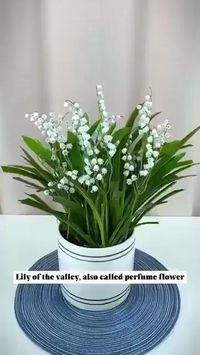 LILY OF THE VALLEY—HAPPINESS ARRIVES