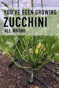 Growing Zucchini