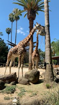 📍melbourne zoo