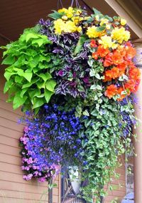 hanging basket