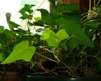 Ivy Houseplants – Information On Caring For Ivy Plants