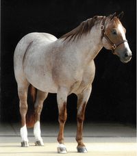 Top 10 Ranch Horse Bloodlines - Western Horseman