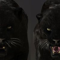 ArtStation - Black panther test, Massimo Righi