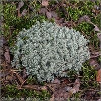 Cladonia rangiferina - Chrobotek reniferowy pokrój