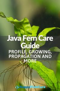 If your thinking about buying some java fern, then this is the article for you. Java fern is a favorite among aquarists of all levels, perfectly suitable for beginners, and easy to care for. It’s a medium to large plant, looks great, and brings an authentic slice of nature into your home. Learn all about it in our guide.