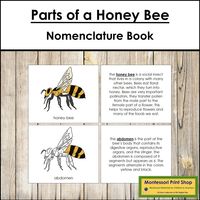 The Honey Bee Nomenclature Book illustrates and describes 20 parts of a honey bee: honey bee, head, thorax, ocelli, compound eye, antennae, labrum, mandible, labium, proboscis, antennae cleaner, forelegs, middle legs, hind legs, pollen baskets, stinger, spiracles, abdomen, forewing, and hind wing.  This printable includes: ● book cover ● 20 picture pages ● 20 description pages There are two styles of books included. Style one is approx. 3¾" x 5", style two is approx. 5½" x 5½" and requires littl