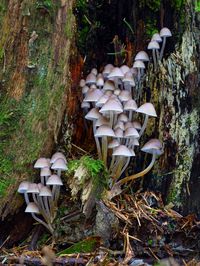 The mushrooms by Alexander POPOV on 500px