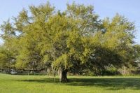 Live Oak Tree Facts - Tips On Caring For Live Oaks In The Landscape