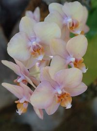 cream/peach orchids