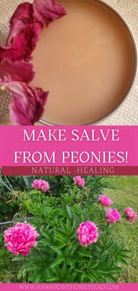 An easy recipe with just a few ingredients on how to make a healing salve from peony petals!  Explore the use of natural flowers, herbs and weeds to easily make healing salves!