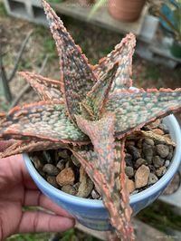 Aloe 'Mauna Loa' (Photo by Jenn M. Smith. Used with permission. All rights reserved.) #aloe #succulent #succulents #cactiandsucculents #succupedia #worldofsucculents