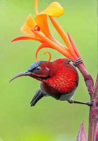 A red bird that feeds on nectar and the occasional insect. Lives in tropical southern Asia from India to Indonesia.