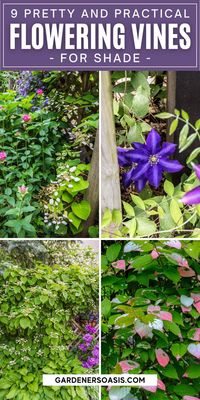 When I needed to hide my neighbor's shed from view in my shady garden, I had a tough time finding flowering vines for shade that were non-invasive. This list of perennial shade vines has some plants with really pretty flowers that won't take over your yard.