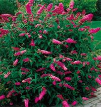 Butterfly bushes  are not only beautiful, hummingbirds love them along with of course the butterflies.