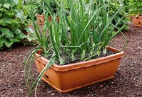 Onions growing in a Self-Watering Patio Planter