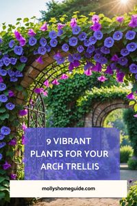 Explore a variety of beautiful plants that are perfect for your arch trellis! Whether you're looking for the best plants for arch trellis or simply seeking inspiration for your trellis garden, this collection offers a range of options to suit your style and preference. From delicate climbing roses to vibrant clematis, there are plenty of choices to create a stunning vertical garden feature.