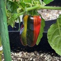 If your kids love candy canes, they will get a kick out of these peppers! It is called Candy Cane because it’ll develop into red and white stripes that create that candy cane appearance. From the looks of it, you may think it’s an ornamental pepper plant that is only to decorate your garden, patio, or balcony. It does look beautiful when decorated, but the peppers are also edible! The Candy Cane pepper is uniquely striped and elongated that grows to 3-5" long. Its maturation stage is different f