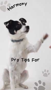 Bringing a new dog into your home? 🐕 These pro tips will help make the transition smooth and stress-free for both you and your furry friend! From establishing routines to creating a cozy environment, learn how to make your dog feel safe and welcomed in no time. Start building a strong bond from day one! #NewDog #DogCare #PetParent #DogTraining #PetTips #FurryFriends #DogLovers #HomeWithPets #PetAdvice #DogLife