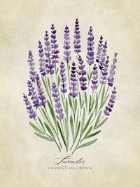 size: 12x9in Photographic Print: Lavender Vintage by Rosana Laiz Blursbyai :