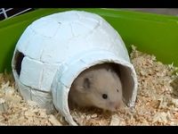 How to Make an Igloo House with Paper Mache Technique | DIY Hamster House - YouTube