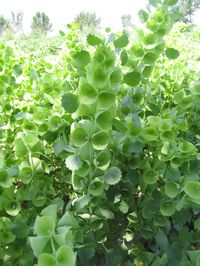 green flowers: Bells of Ireland (Molucella laevis) - annual - direct sow seed in early spring