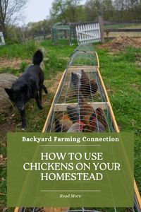 Discover how to put your chickens to work in the garden! This guide shows you how chickens can help improve your soil and boost productivity.