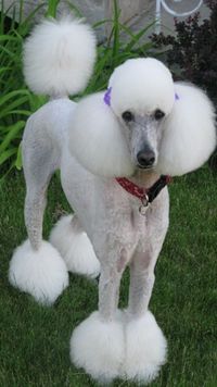 A Palm Springs, Miami, Bikini, Clown Clip it is! - Poodle ...