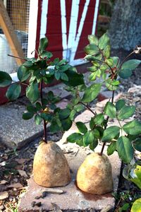 grow rose cuttings with potatoes?