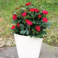 Petite Knock Out® Rose For Sale Online | Garden Goods Direct