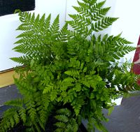 Rumohra adiantiformis Leatherleaf fern. Local to Central Coast. Evergreen fern with triangular, finely cut, glossy green fronds to 3’. A vigorous fern for full sun along the coast or partial shade elsewhere, it will spread rapidly in favorable sites by long-jointed creeping rhizomes. Another exceptional choice for woodland gardens combined with New Zealand sedges such as Carex testacea, dipsacea, or comans.