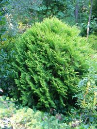 Thuja occidentalis 'Hetz's Midget' (Hetz Midget Arborvitae, Hetz's Midget Eastern Arborvitae) | North Carolina Extension Gardener Plant Toolbox