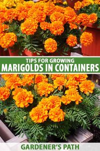 If you’re looking for a big display that doesn’t take much work to fill up your porch or patio, marigolds fit the bill. These sturdy flowers are extremely forgiving but you don’t have to sacrifice color or big blossoms. Learn top tips on growing marigolds in containers now on Gardener's Path. #marigolds #gardenerspath